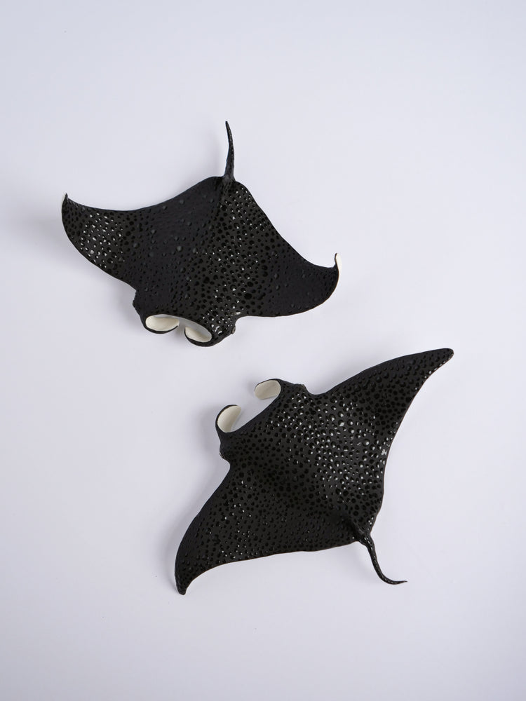 Manta rays: Black Brilliant couple