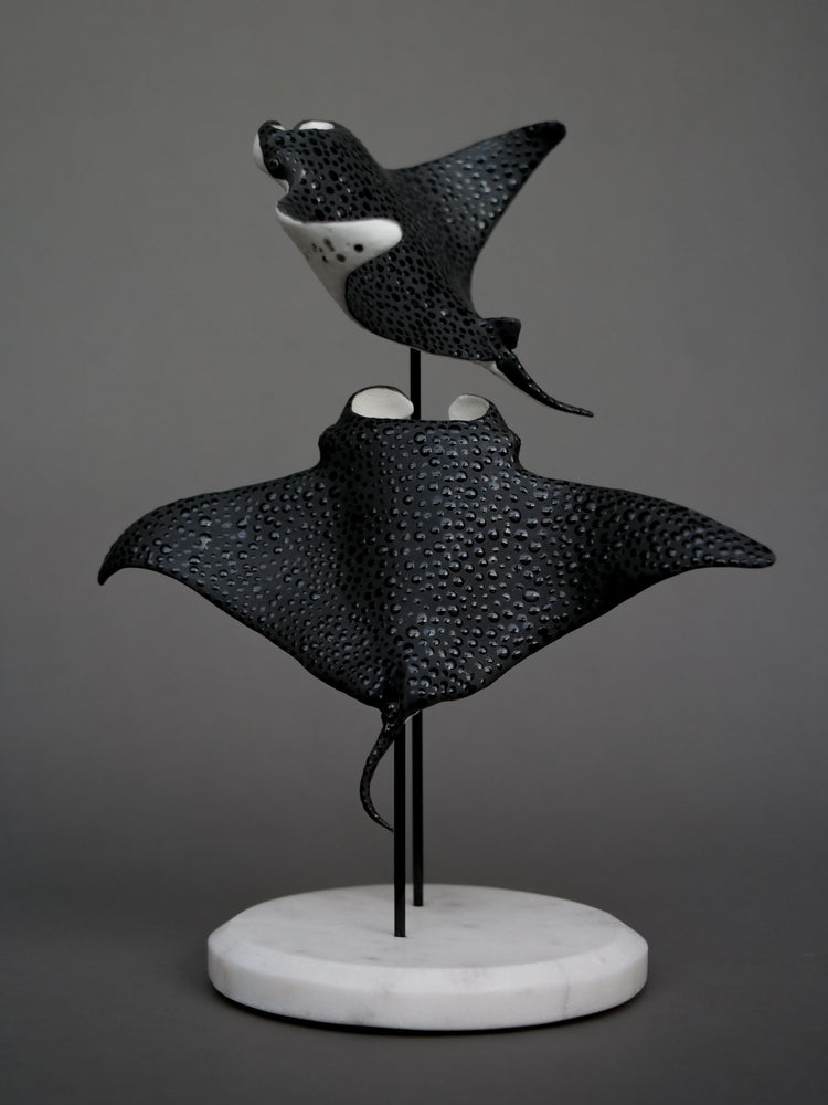Manta rays: Black Brilliant couple
