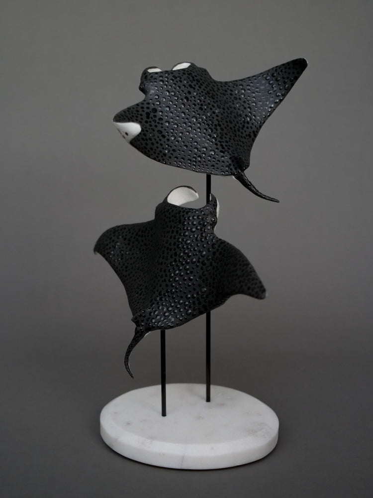 Manta rays: Black Brilliant couple