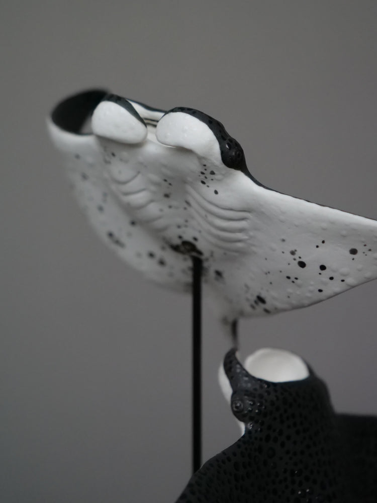 Manta rays: Black Brilliant couple