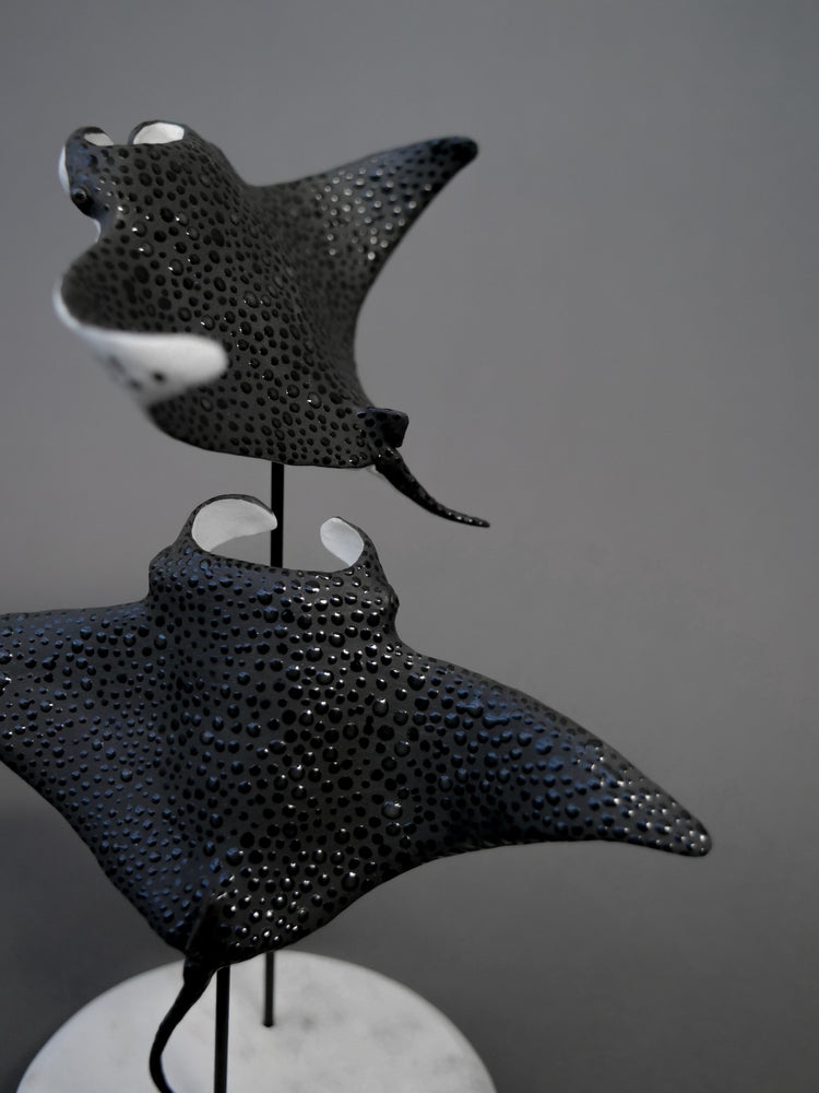 Manta rays: Black Brilliant couple