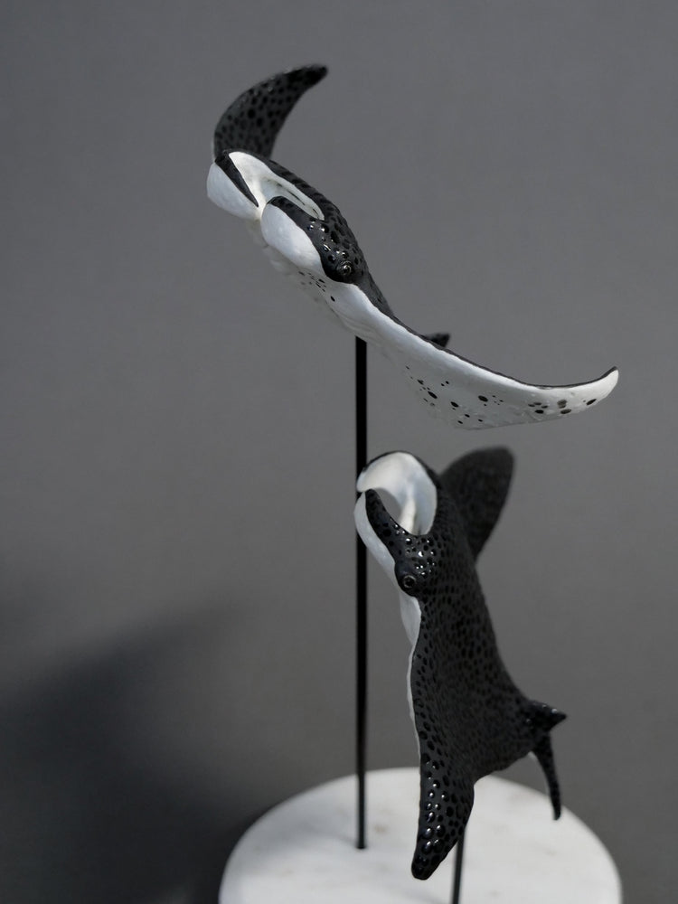 Manta rays: Black Brilliant couple
