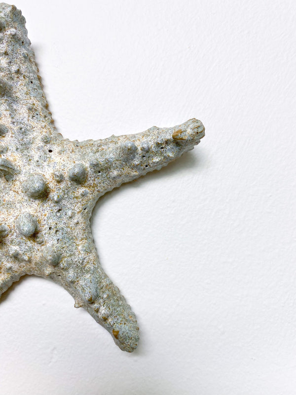 Starfish family made of ceramics mounted on wall, seaside creatures, coastal style stars