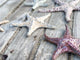 Starfish couple made of ceramics mounted on wall, seaside creatures, coastal style stars