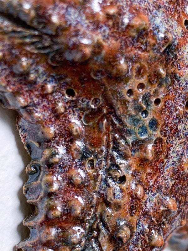 Starfish family made of ceramics mounted on wall, seaside creatures, coastal style stars