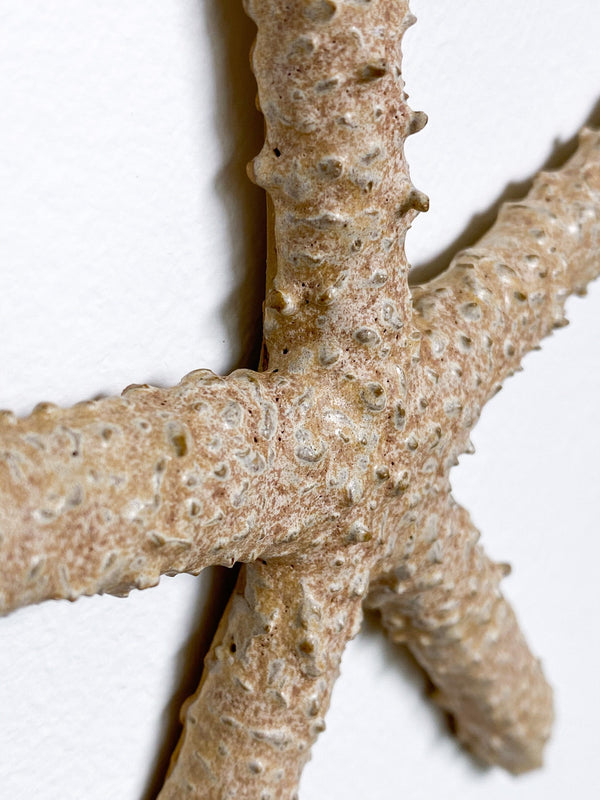 Starfish family made of ceramics mounted on wall, seaside creatures, coastal style stars
