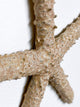 Starfish family made of ceramics mounted on wall, seaside creatures, coastal style stars