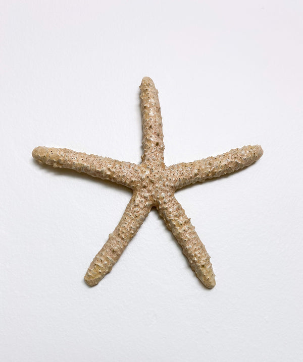 Starfish family made of ceramics mounted on wall, seaside creatures, coastal style stars