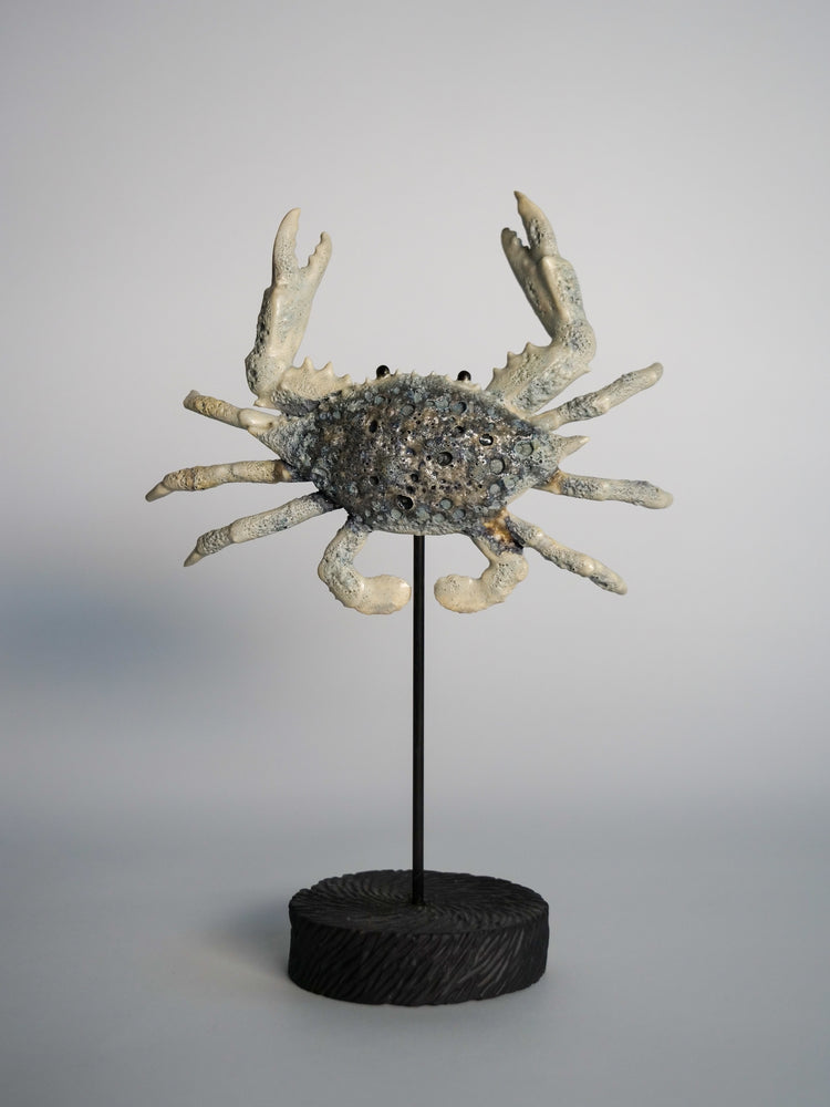 Crab Shelly