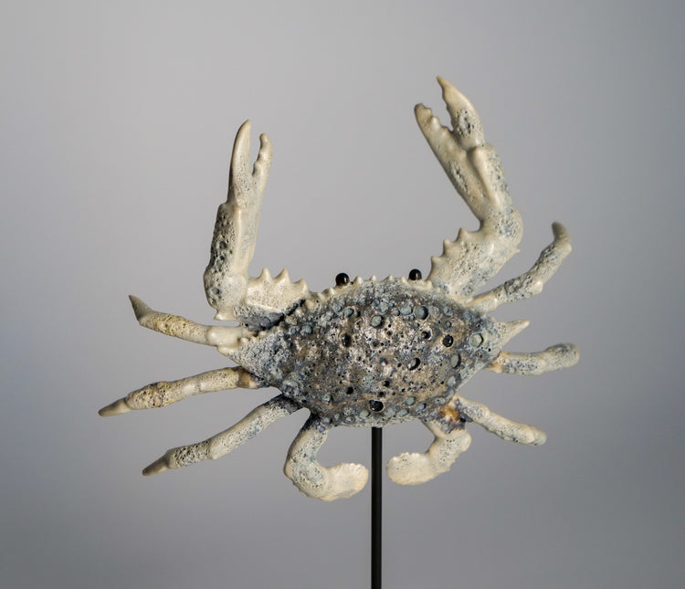 Crab Shelly