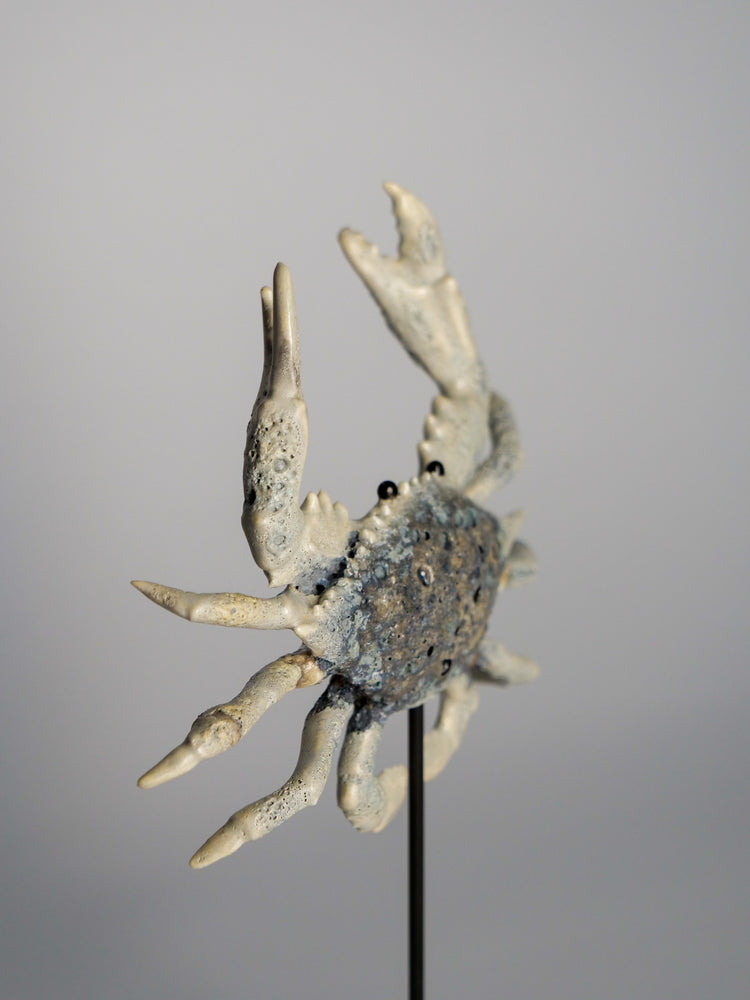 Crab Shelly