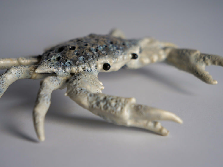Crab Shelly