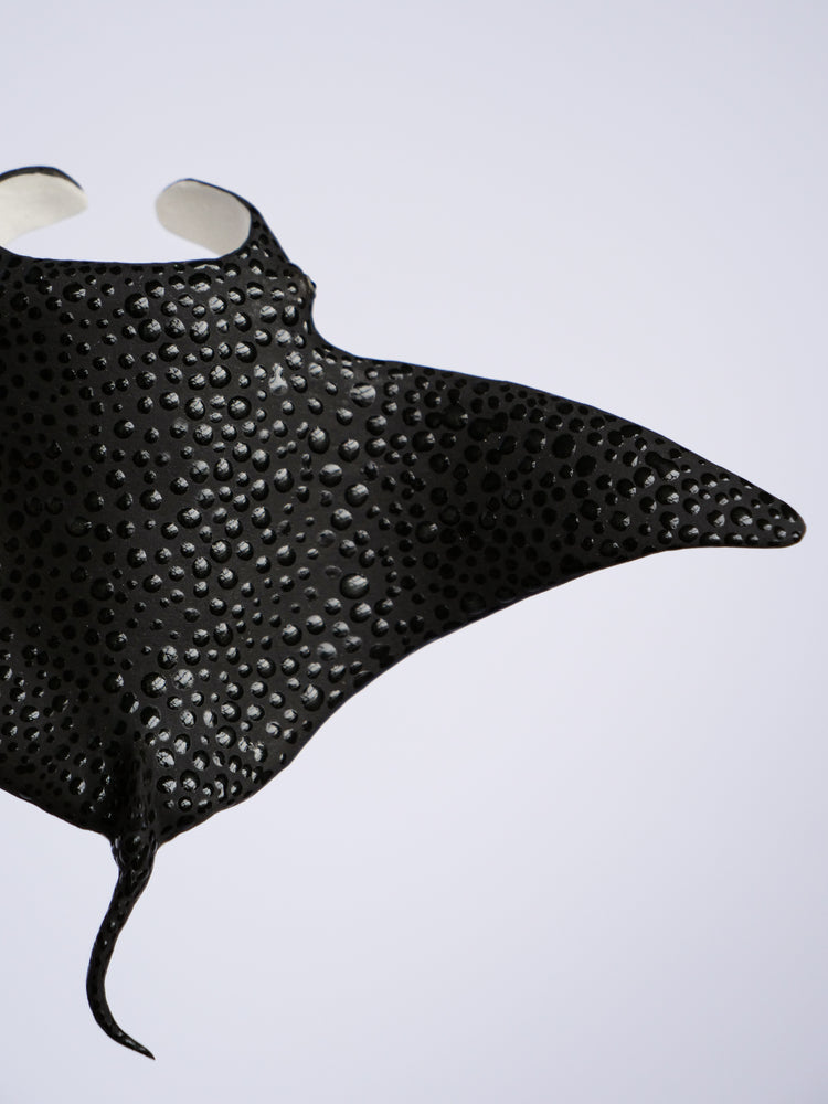 Manta rays: Black Brilliant couple