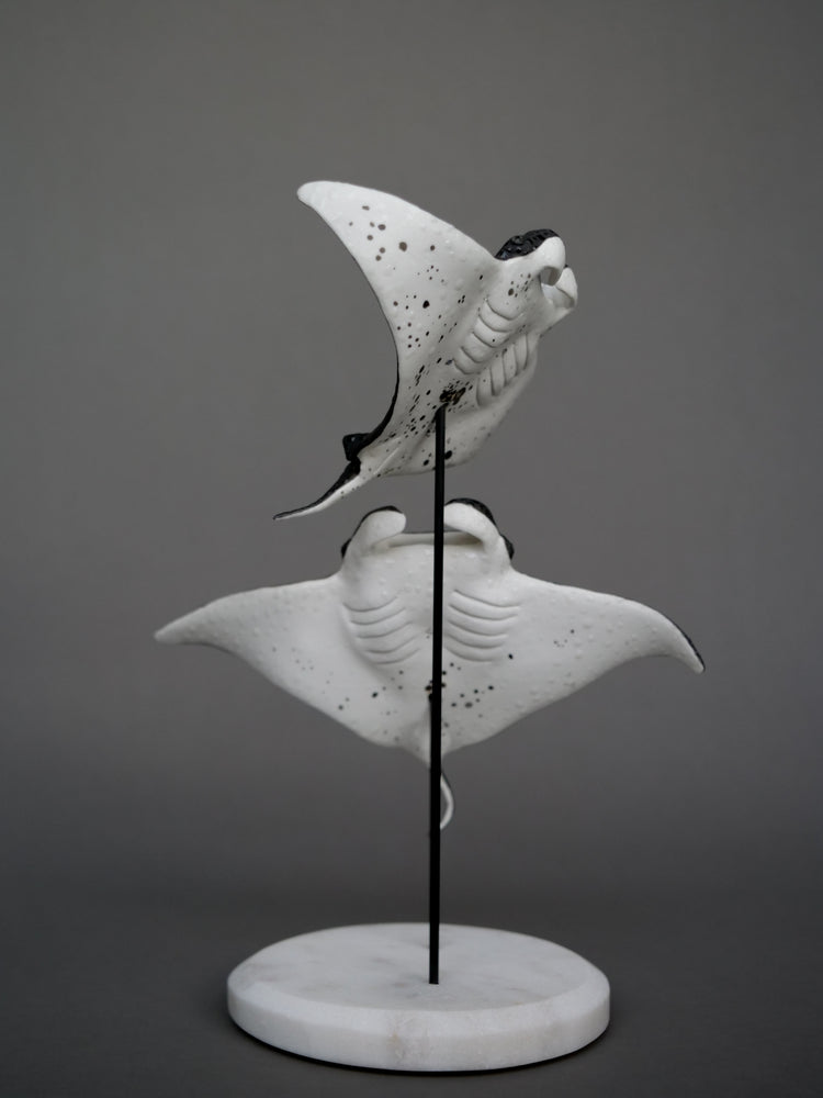 Manta rays: Black Brilliant couple