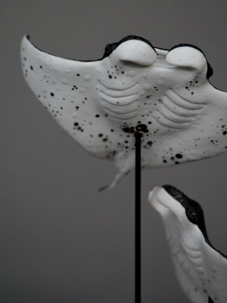 Manta rays: Black Brilliant couple