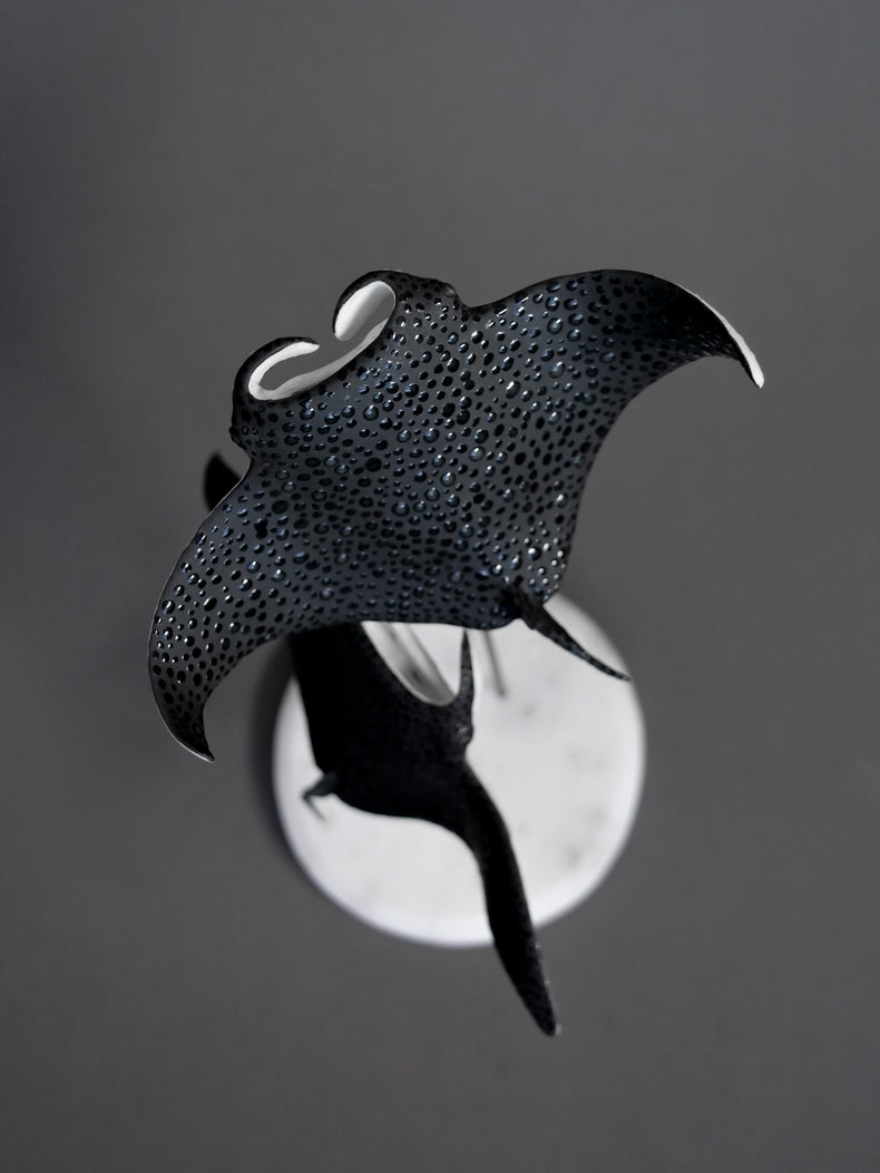 Manta rays: Black Brilliant couple