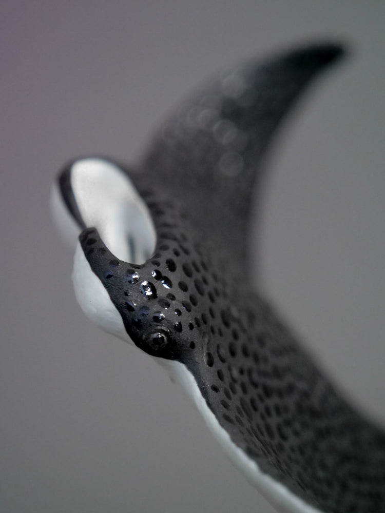 Manta rays: Black Brilliant couple