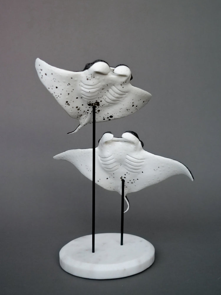 Manta rays: Black Brilliant couple