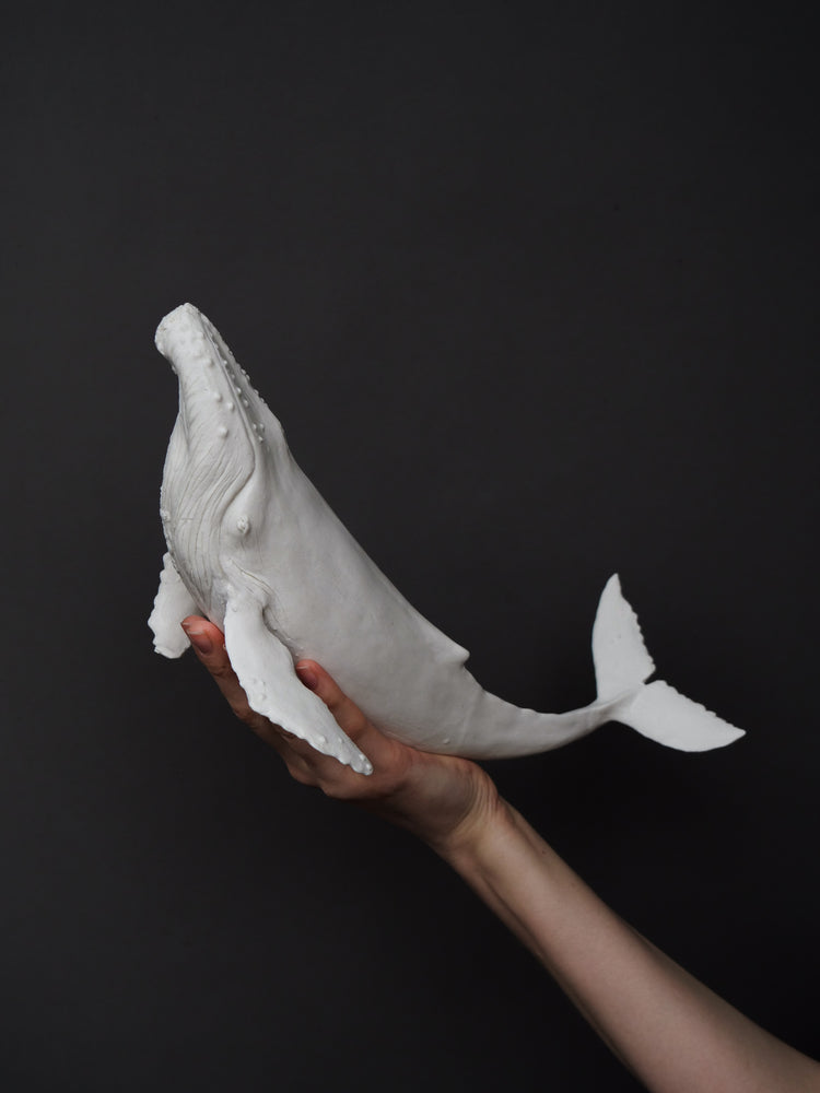 Zephyr