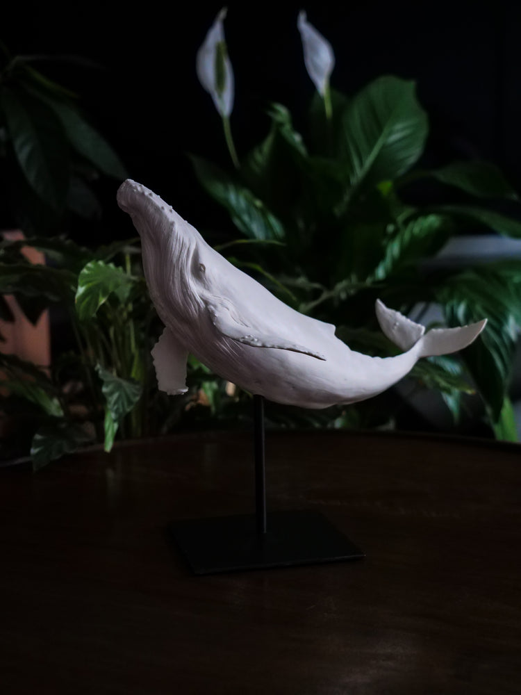 Zephyr