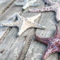 Starfish couple made of ceramics mounted on wall, seaside creatures, coastal style stars
