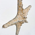 Starfish couple made of ceramics mounted on wall, seaside creatures, coastal style stars