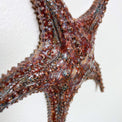 Starfish family made of ceramics mounted on wall, seaside creatures, coastal style stars