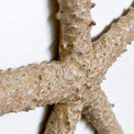 Starfish family made of ceramics mounted on wall, seaside creatures, coastal style stars