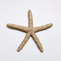 Starfish family made of ceramics mounted on wall, seaside creatures, coastal style stars