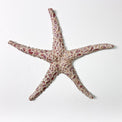 Starfish couple made of ceramics mounted on wall, seaside creatures, coastal style stars