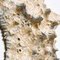 Starfish couple made of ceramics mounted on wall, seaside creatures, coastal style stars