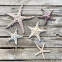 Starfish couple made of ceramics mounted on wall, seaside creatures, coastal style stars