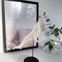 Ceramic sculpture “Albino humpback whale”, porcelain whale miniature